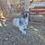 Silkie roosters for rehoming 2 thumbnail
