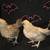 Bantam chicks 3 thumbnail