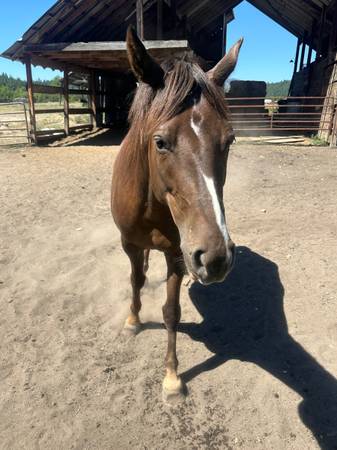 Caballo (Springdale)63970071625090120