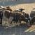 Breeding Rams available 1 thumbnail