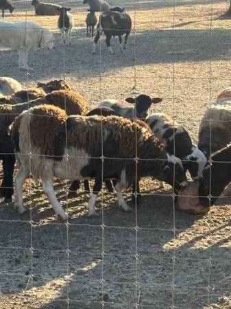 Breeding Rams available 1