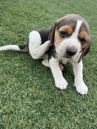 Rehoming beagles (menlo park)63658975921793122