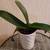 plants in vases 2 thumbnail