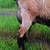 POLLED ADGA nigerian dwarf goat buck-grand champion genetics! 3 thumbnail