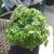 Mint - Organic Herbal Plant 1 thumbnail