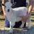 Registered Nigerian Dwarf Doe 3 thumbnail