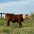 Hereford bulls 1 thumbnail