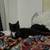 Black, white kitten available for rehoming 1 thumbnail