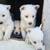 Cachorros huskys siberiano blancos 5 thumbnail