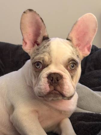Macho Bulldog Francés63862963514881122