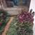 Thomas Kinkade "The Garden of Prayer" Collectible 6 thumbnail