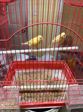 Canaries (Marrero)63988255093250121