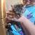 Sweet kittens ready for home 1 thumbnail