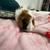 Needing to rehome a guniea pig 3 thumbnail