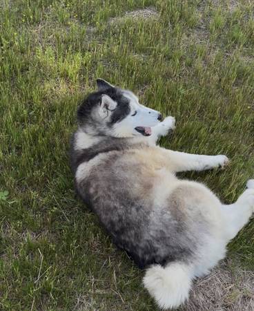 Rehoming for female husky63664482412291121