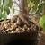 Plants for sale 3 thumbnail