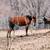 Broke, Trail ridden, Arabian Gelding 17 thumbnail