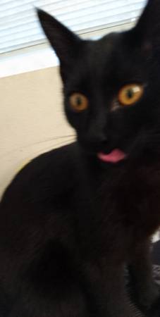 Gatita negra gratis (hembra) (Tacoma)63853650710529122