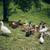 Chickens, Rabbits, Sheep, Ducks, Pig, Goat, Guinea 6 thumbnail