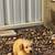 Golden Retriever puppies 4 thumbnail