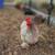 Chicken Coop and Chickens 12 thumbnail
