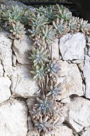 1 gallon Assorted Succulents - 5 for $20 1