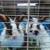 Loin mane rabbits (bonded pair) 1 thumbnail