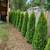 Emerald Green arborvitaes 5 thumbnail