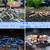Aquatics Pets -  Neocaridina, Caridina, Shrimp Fancy Guppy, Betta Fish 10 thumbnail