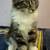 Maine Coon cat kittens for sale 1 thumbnail