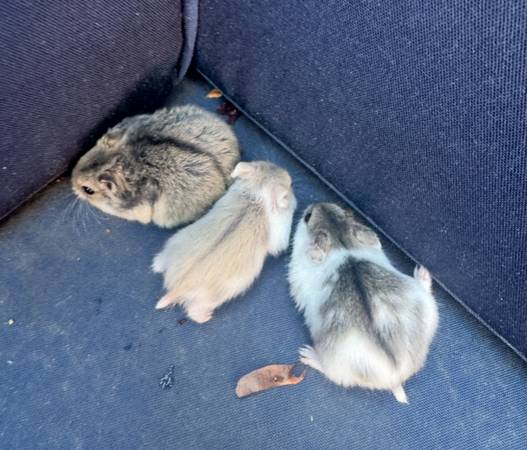 Baby dwarf hamsters (Aurora)63679552771969121