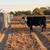 2 cows 2 thumbnail
