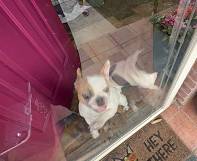 French bulldog friendly 1