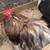 Chickens Bantam Cochin breeding pair show quality 6 thumbnail