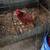 Chicken coup and extras 16 thumbnail
