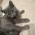 Russian blue kitten 2 thumbnail