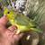 Baby parrotlet 1 thumbnail