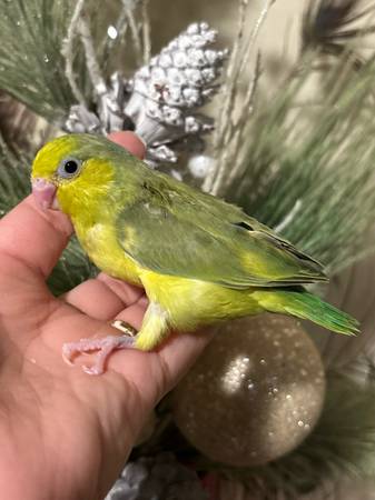 Baby parrotlet 1