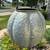 Ashland Galvanized Metal Jack-O-Lantern Pumpkin New 4 thumbnail