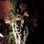 Night Blooming Cactus, flowering, architectural, landscape succulent 9 thumbnail
