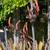 New Zealand Flax 9 thumbnail