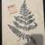Fern Wall Art 16” x 20” New (Bachman’s) 4 thumbnail