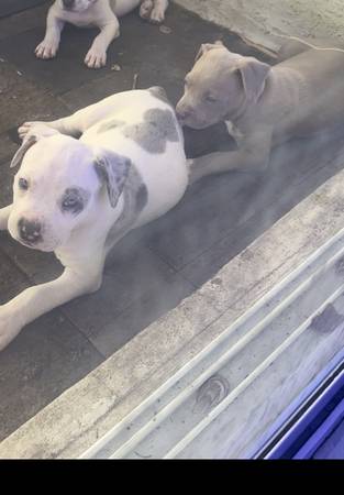 BULLY AMERICANO XL GRATIS BULLIE (Miami Gardens)63685532896513120