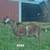 nubian buck kid 4 thumbnail