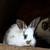 Rabbits for sale 1 thumbnail