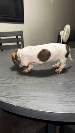Mini dachshunds (wiener dog) (Goodyear)64048128665858123