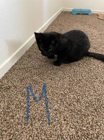 Kittens in need of Furever home63660466924801122