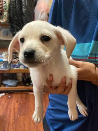 Giving away free puppy (Splendora)63859315001347121