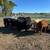 Feeder calves 1 thumbnail