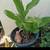 LIVE White Ginger (Hedychium Coronarium)ROOT Only 2 thumbnail